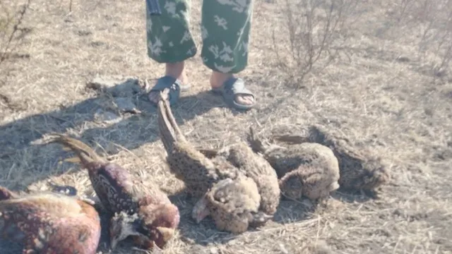 В Астраханской области турист открыл сезон охоты на дичь раньше срока