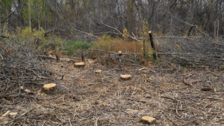  В Астраханской области браконьеры вырубили ценный лес на 40 млн рублей