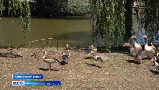  Необычные птицы появились в Астраханском зоопарке
