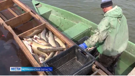 Астраханские рыбаки заметили исчезновение карася