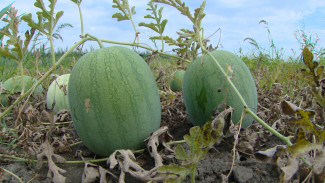 На полях Астраханской области созрел белый арбуз