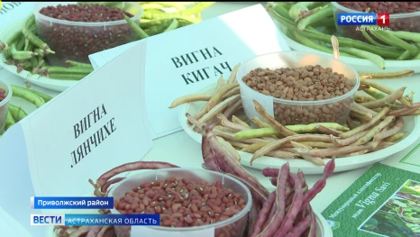 Как астраханские ученые создают новые культуры