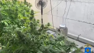 Под Астраханью обнаружили подпольную наркоферму