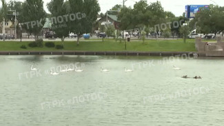 Стало известно о состоянии лебедя после нападения хулиганов в Астрахани