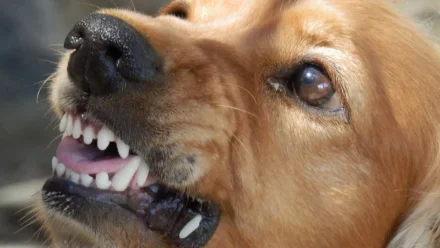 Под Астраханью введён карантин из-за очага бешенства