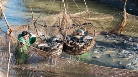 В Астраханской области добыли 23,4 тысячи тонн рыбы с начала осенней путины