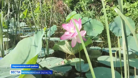 Астраханцы делятся своими фото лотосов