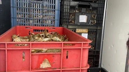 В Астраханской области задержан житель Краснодарского края, перевозивший 800 кг раков