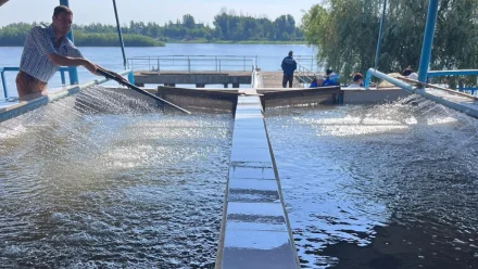 В Астраханской области более 200 тысяч осетрят выпустили в реку