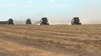 В Астраханской области стартовала уборка риса