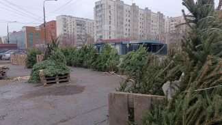 В Астрахани составили 13 протоколов за торговлю ёлками в нелегальных местах