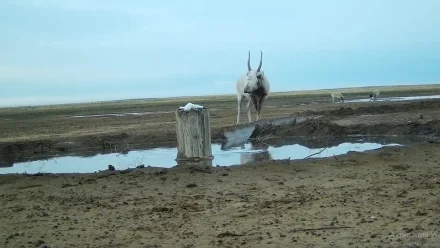 В Астраханской области в фотоловушку попали редкие обитатели заказника