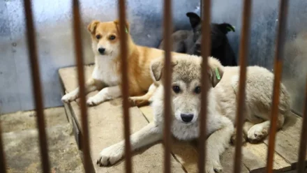В Астраханской области открылся приют для бездомных собак на 500 мест