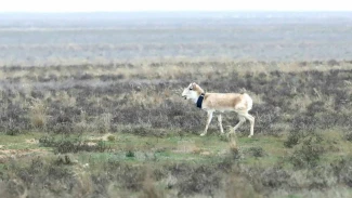 В Астраханскую область привезли ценное краснокнижное животное