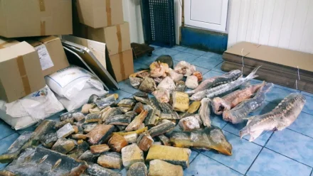 В Астраханской области стартовала операция "Путина" 