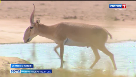 Кто обитает в астраханском заказнике "Степной"