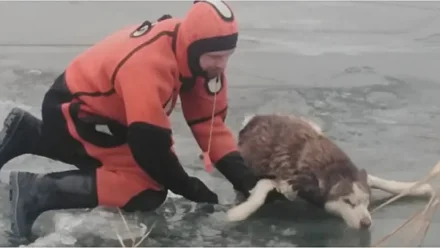 В Астрахани спасатели вызволили собаку из воды