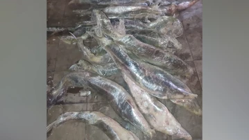 Подпольный рыбный бизнес накрыли в Астраханской области