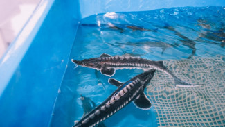 Астраханские учёные хотят внедрить комбирком для рыб с нанодобавками