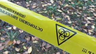 В Советском районе Астрахани выявили очаг бешенства