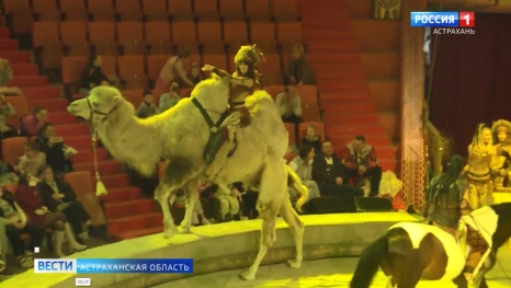 Астраханский цирк показал, как проходят репетиции
