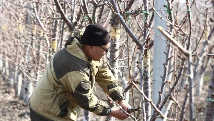 Под Астраханью в “Килинчинских садах” готовят деревья к новому урожаю