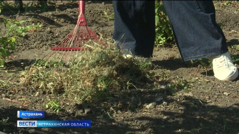 Астраханские подростки устраиваются на летнюю подработку