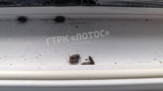 Что за жуки наводнили квартиры жителей Астрахани и подъезды многоэтажек