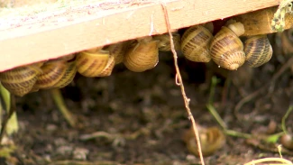 В Астраханской области открылась первая улиточная ферма