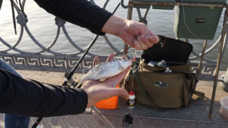 Запрет на вылов воблы в Астраханской области продлевают