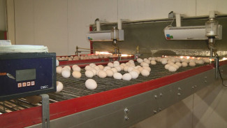 На астраханской птицефабрике собирают более 500 тысяч яиц в день