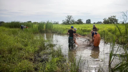 В Астраханской области началась подготовка по спасению рыбной молоди