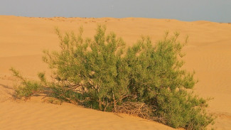 В Астраханской области более 320 га земель сельхозназначения подвержены опустыниванию