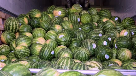 Астраханские бахчеводы собрали уже более 120 тысяч тонн арбузов