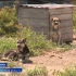 Астраханский приют «Верный друг» оказался на грани
