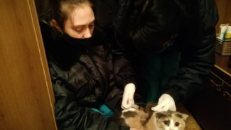 В Ленинском и Трусовском районах Астрахани выявили очаги бешенства