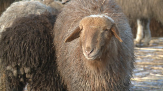 На севере Астраханской области разводят овец эдильбаевской породы
