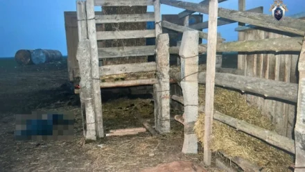 В Астраханской области при разгрузке скота погиб животновод