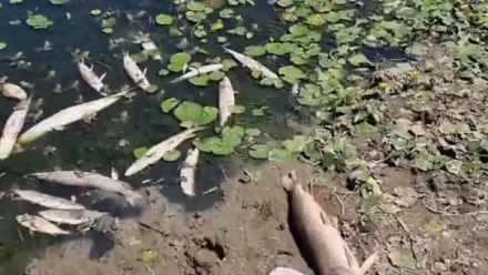 В Астраханской области проверяют сообщение о заморе рыбы в селе Тумак