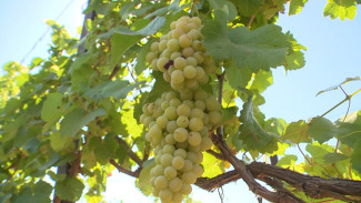 Астраханские фермеры готовятся к сбору ранних сортов винограда