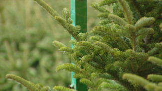 В Астрахани начинается посадочный сезон для пихтовых растений