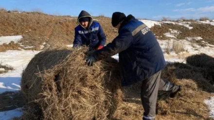 В Астраханской области сотрудники соледобывающей компании помогают диким сайгакам