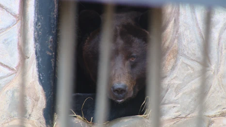 Как животные в астраханском зоопарке живут в ожидании настоящей зимы
