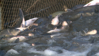 В астраханских прудовых хозяйствах проходит рыбная жатва