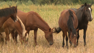 В Астрахани формируют уникальное племенное коневодческое хозяйство