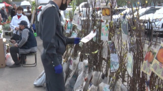 В Астрахани специалисты Россельхознадзора проводят карантинный фитосанитарный мониторинг в местах реализации саженцев