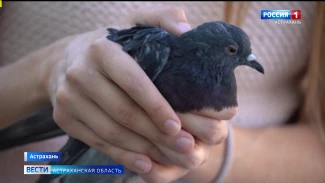 Астраханский волонтер спасла уличных птиц голубя и горлицу