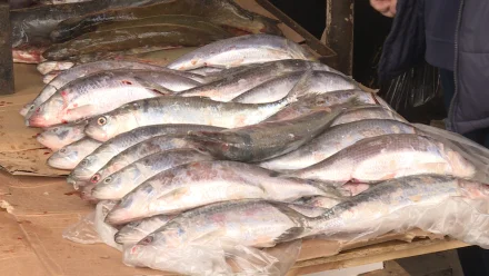 Сколько стоит свежая рыба на рынках Астрахани