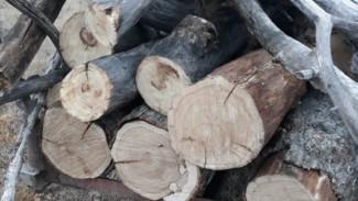 В Астраханской области поймали мужчину, незаконно вырубавшего лес