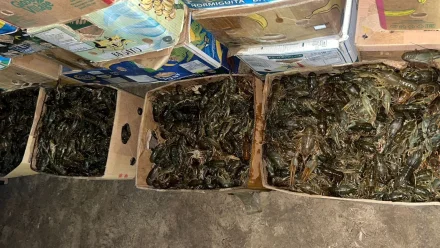 Полицейские выявили в гараже жителя Астрахани 1,7 тонны раков